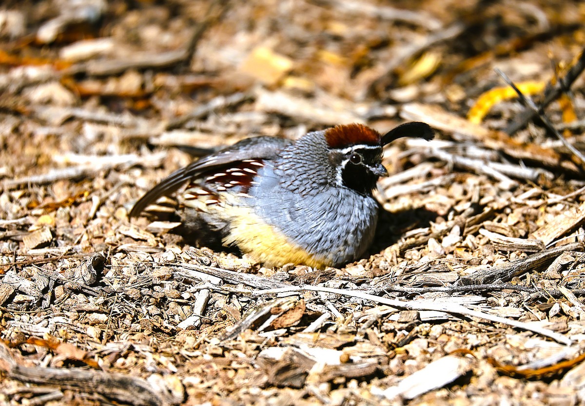 Gambel's Quail - ML642945300