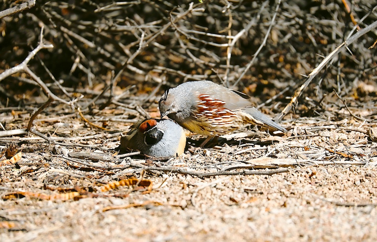 Gambel's Quail - ML642945301