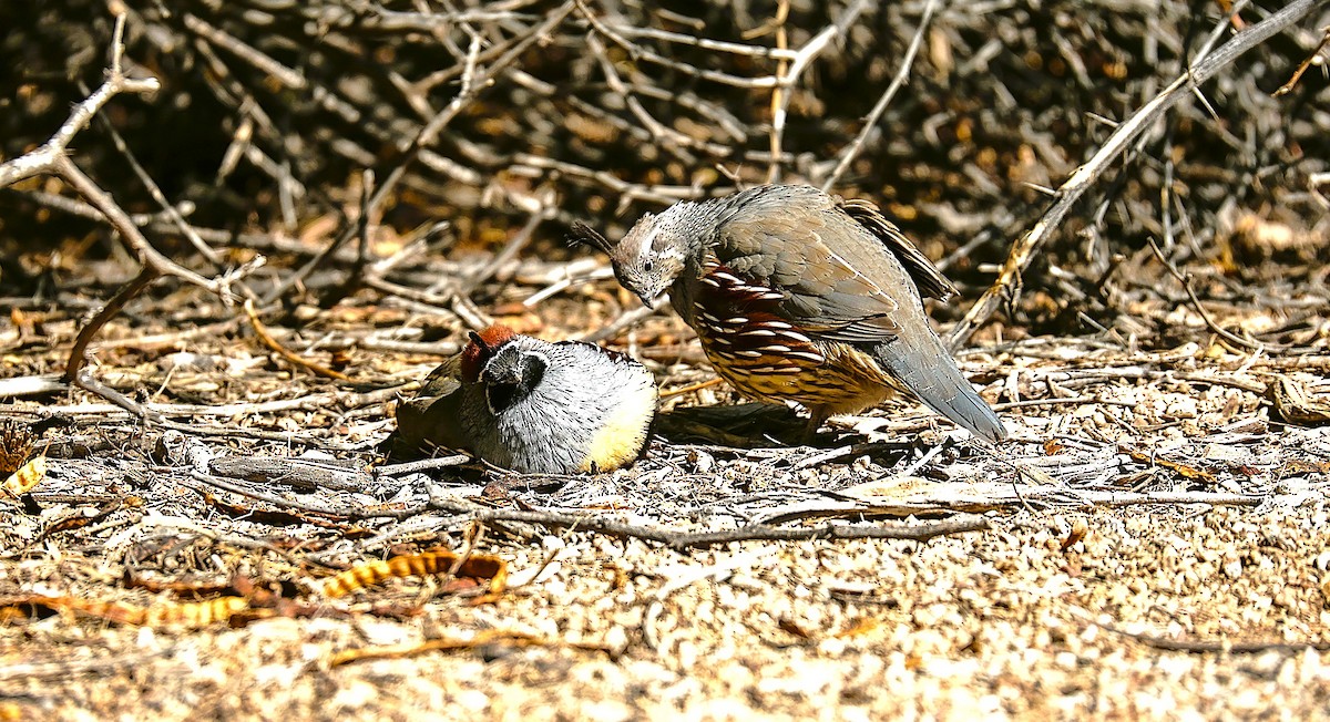 Gambel's Quail - ML642945302