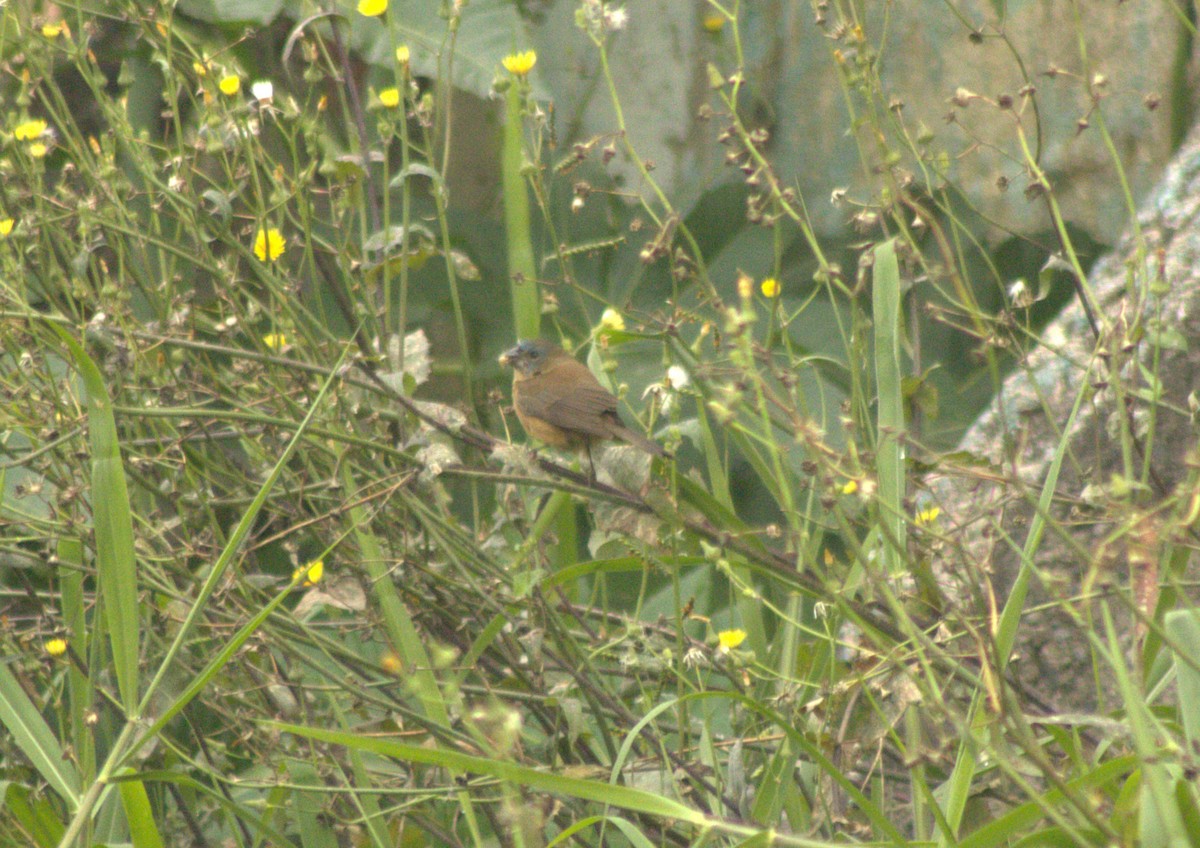 Glaucous-blue Grosbeak - ML642945306