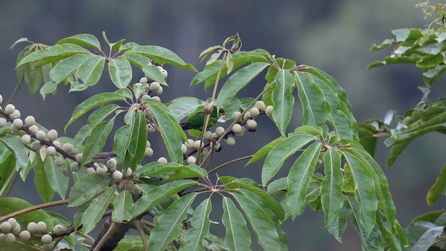 Mindanao Lorikeet - ML642945314