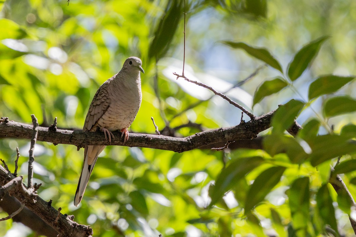 Inca Dove - ML642945317