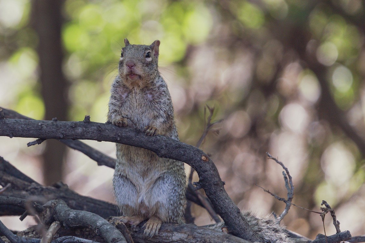 Mammals - ML642945337