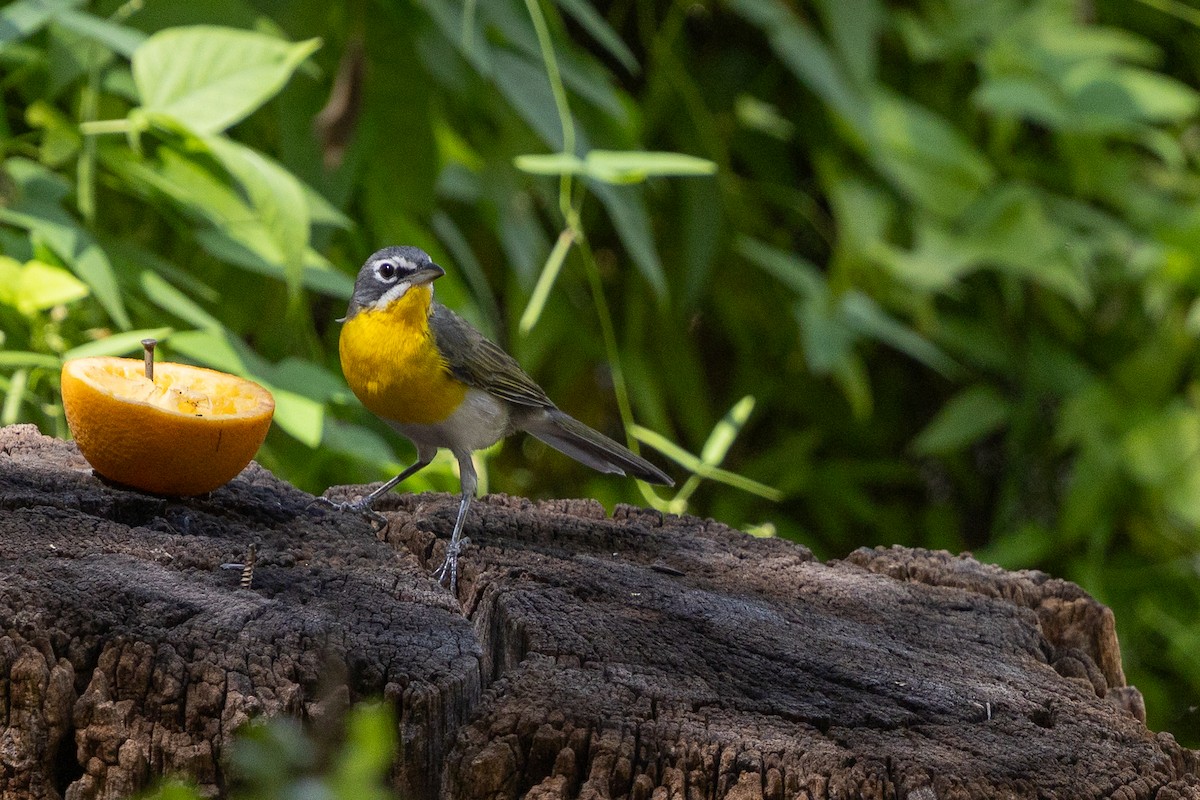 Yellow-breasted Chat - ML642945344