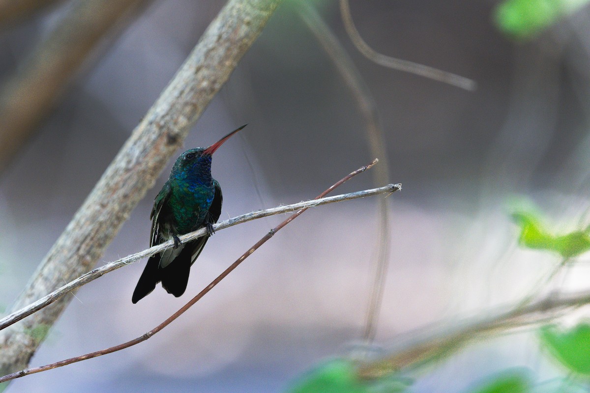 Broad-billed Hummingbird - ML642945360
