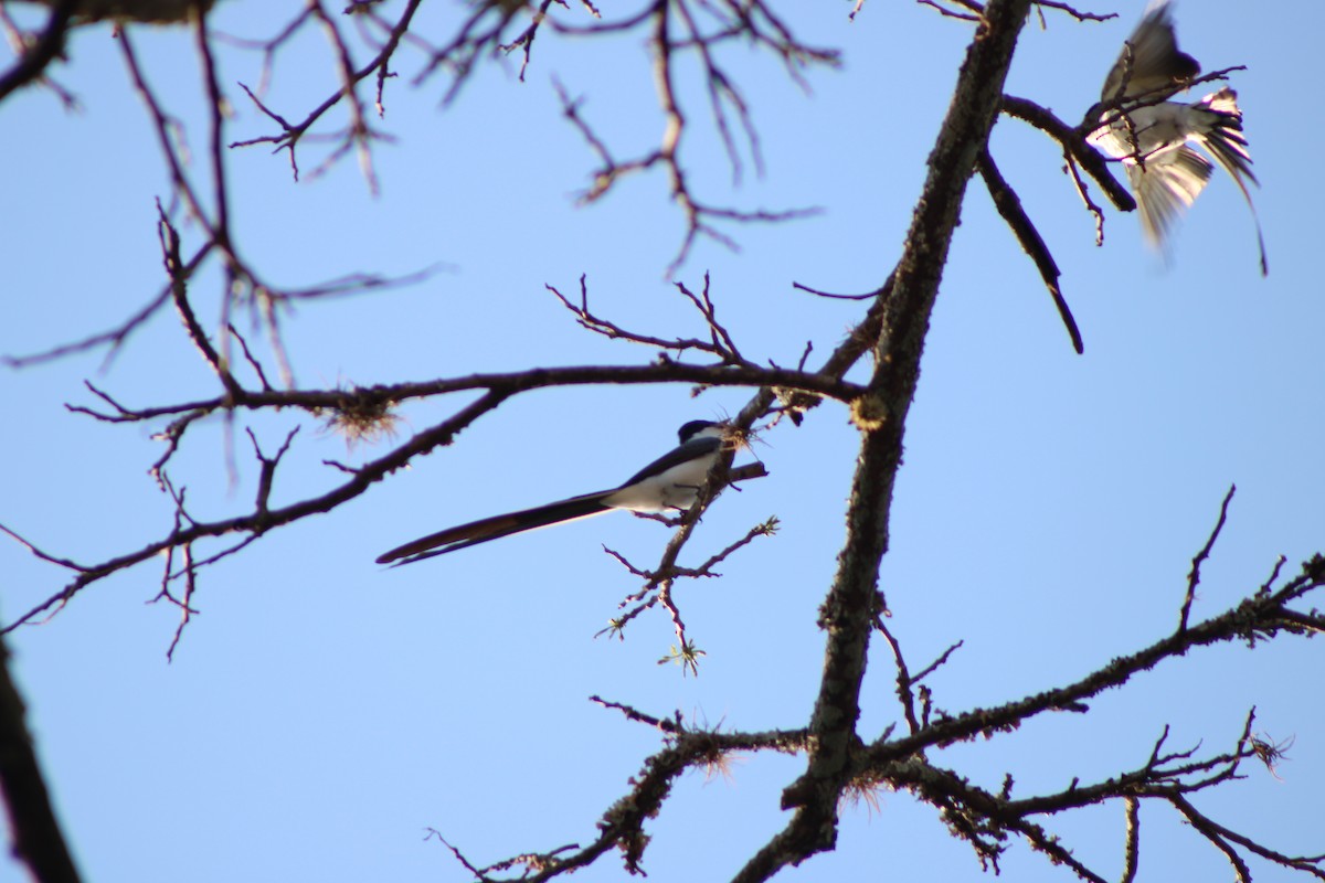 Fork-tailed Flycatcher - ML642945379