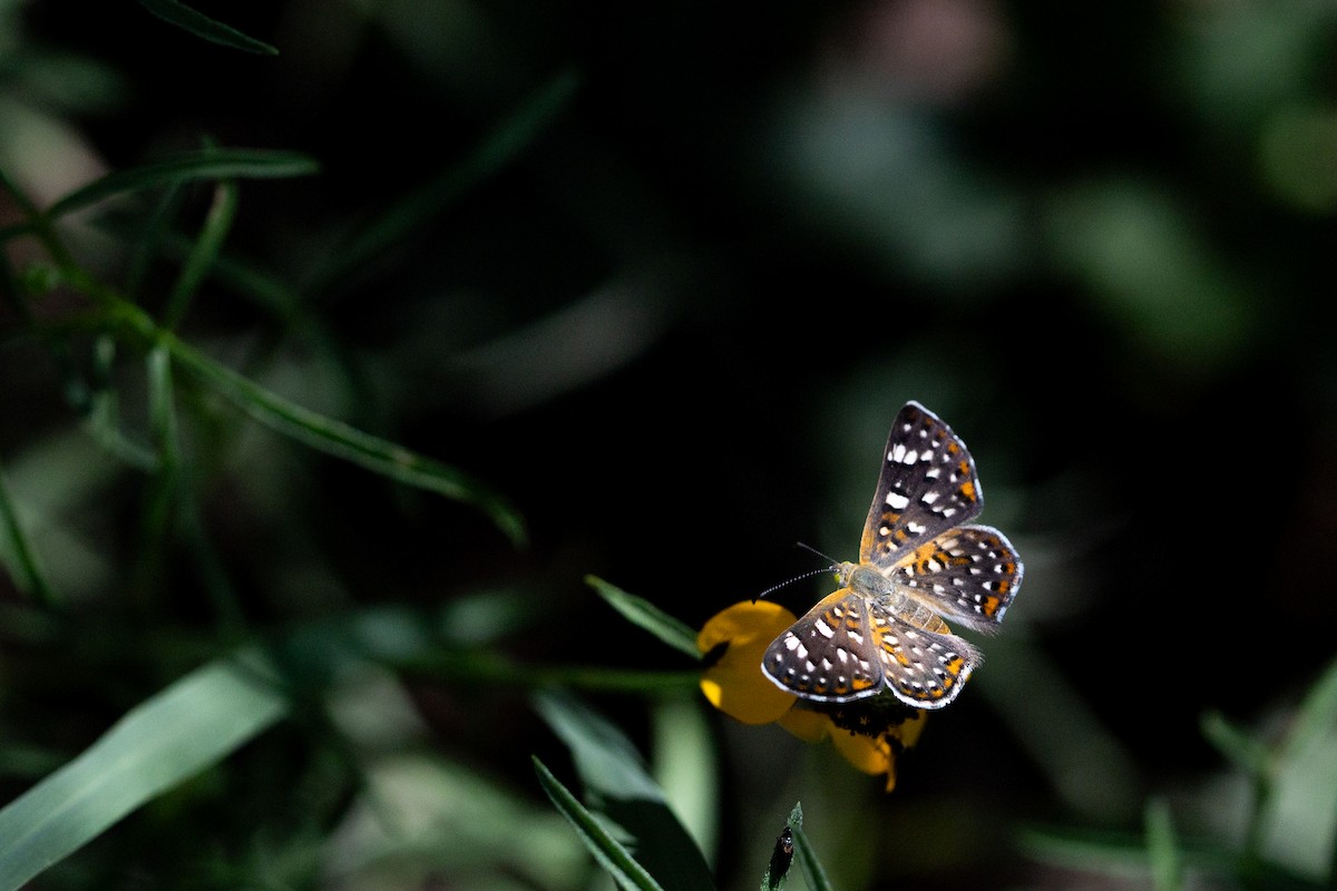 Palmer's Metalmark - ML642945382