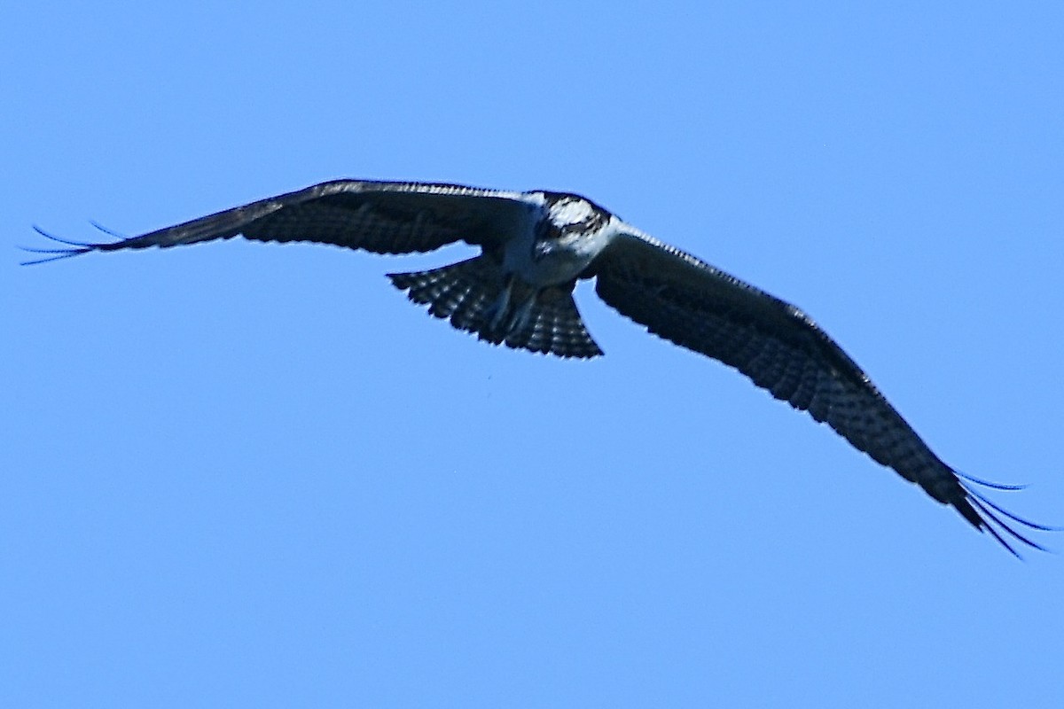 Osprey - ML642945384