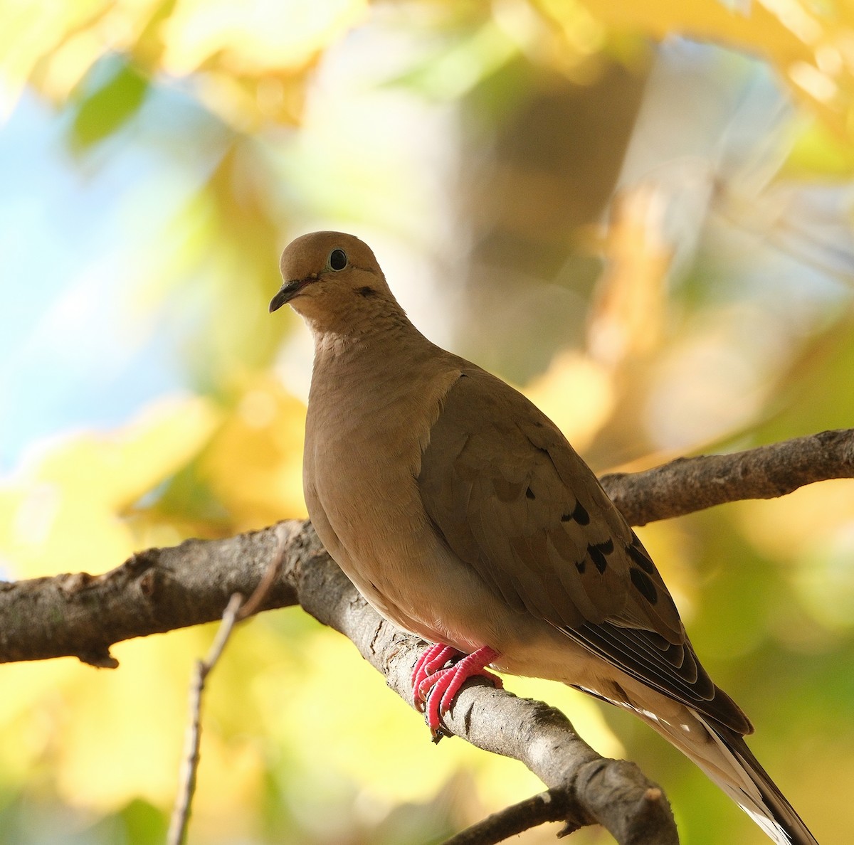 Mourning Dove - ML642945388