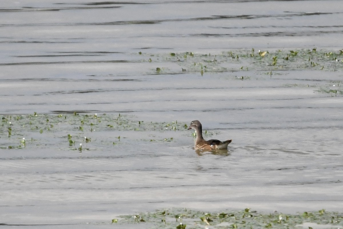 Mandarin Duck - ML642945396