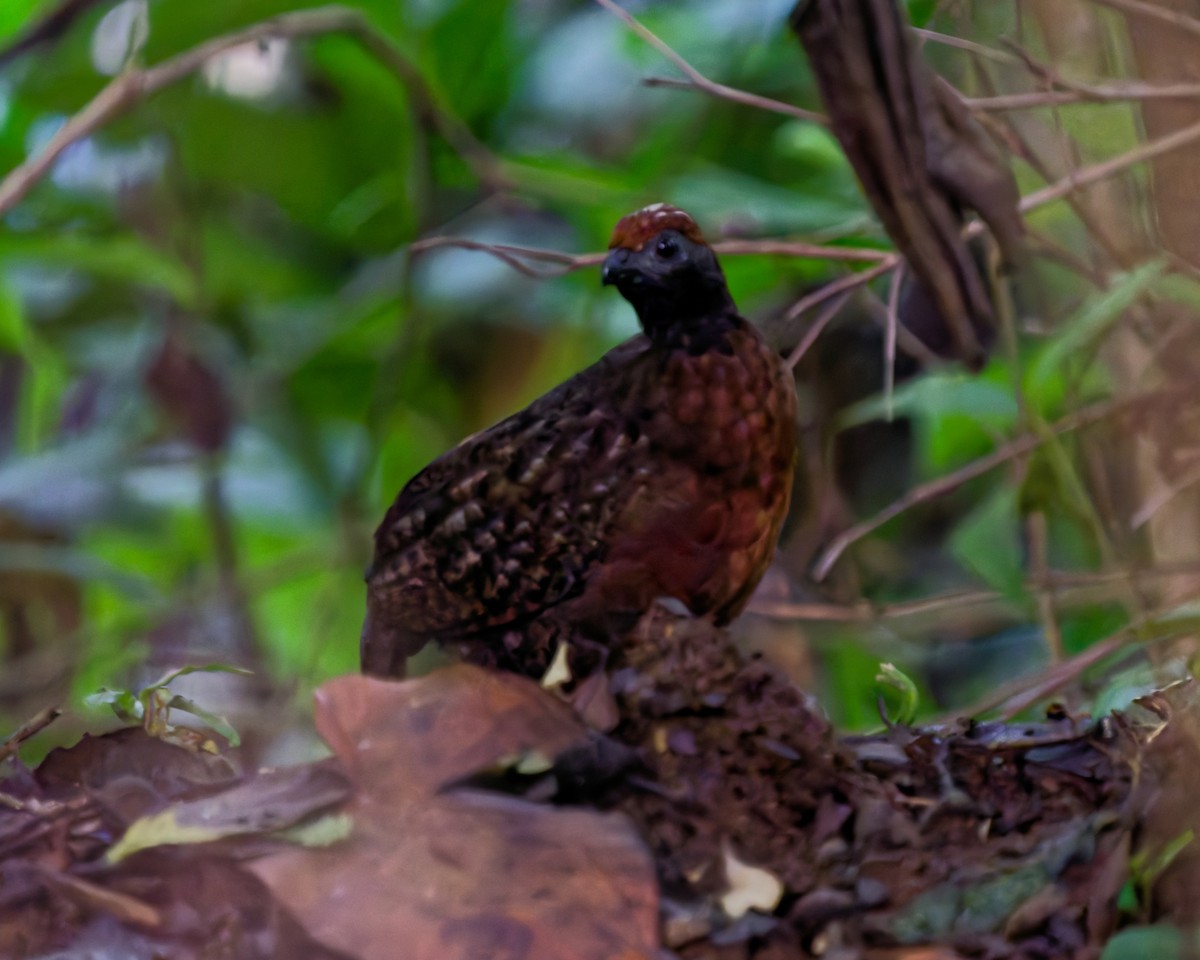 Black-eared Wood-Quail - ML642945413