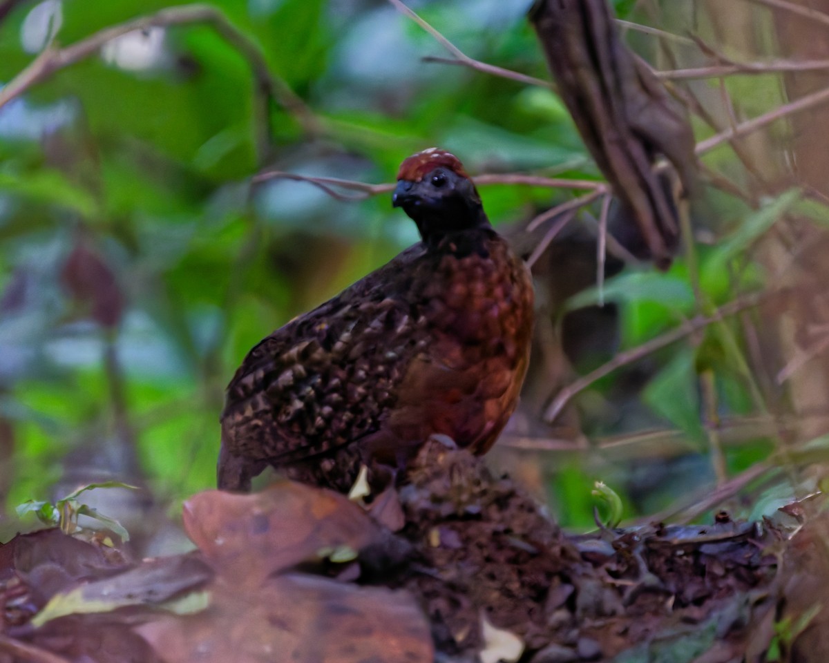 Black-eared Wood-Quail - ML642945414