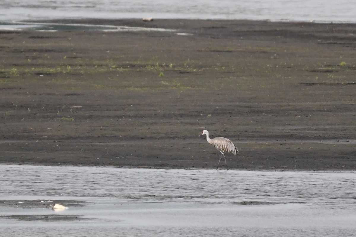 Sandhill Crane - ML642945419