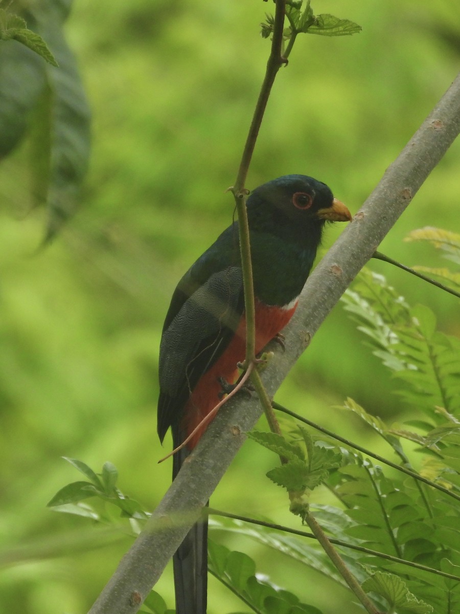 Trogon à queue noire - ML642945420