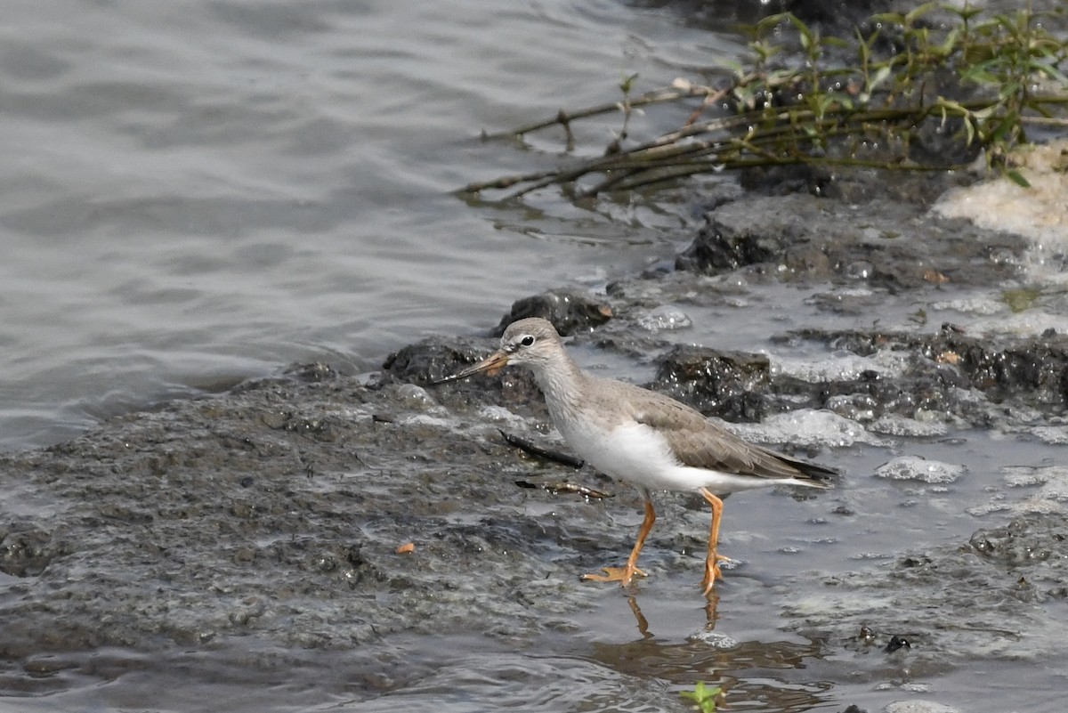 Terek Sandpiper - ML642945454