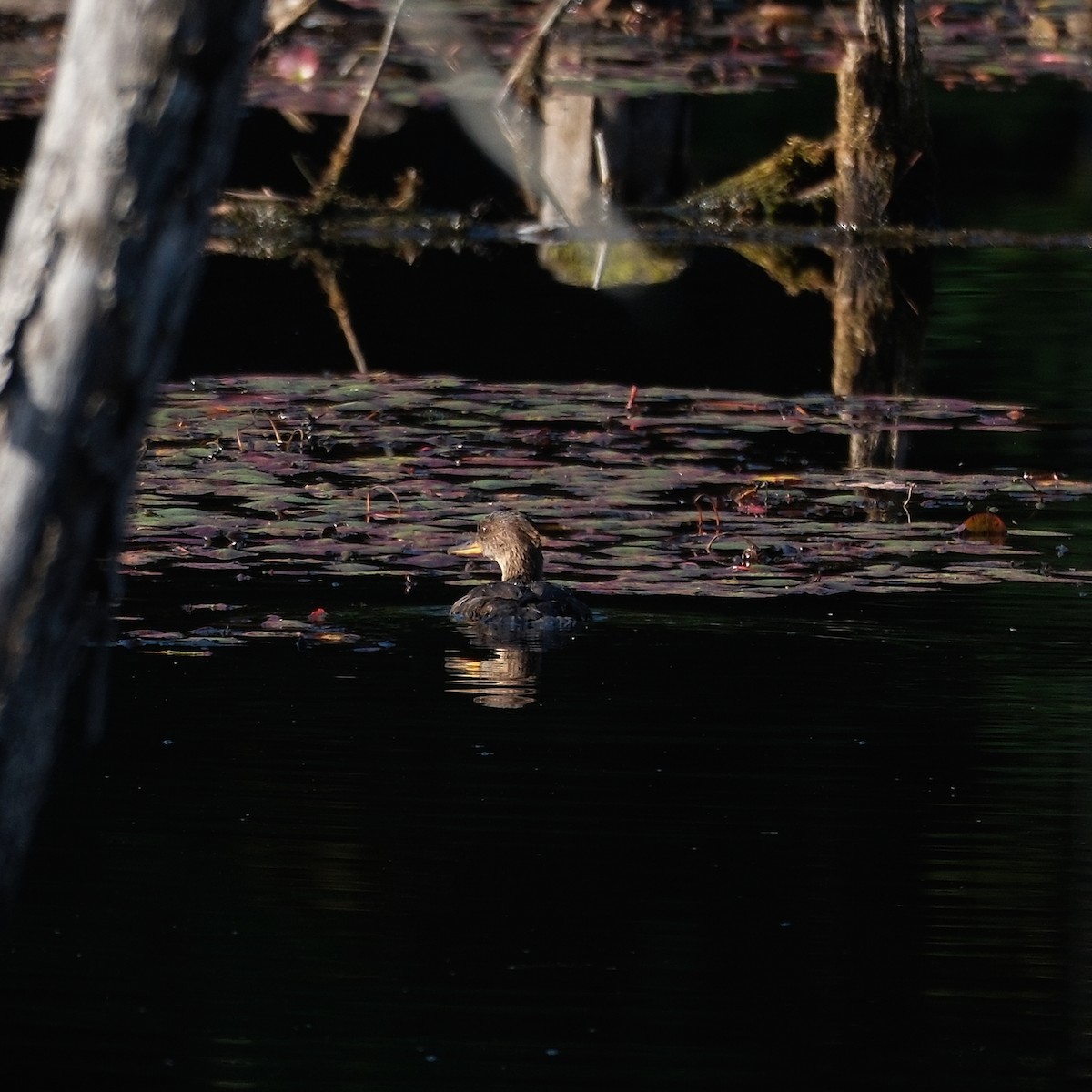 Hooded Merganser - ML642945455