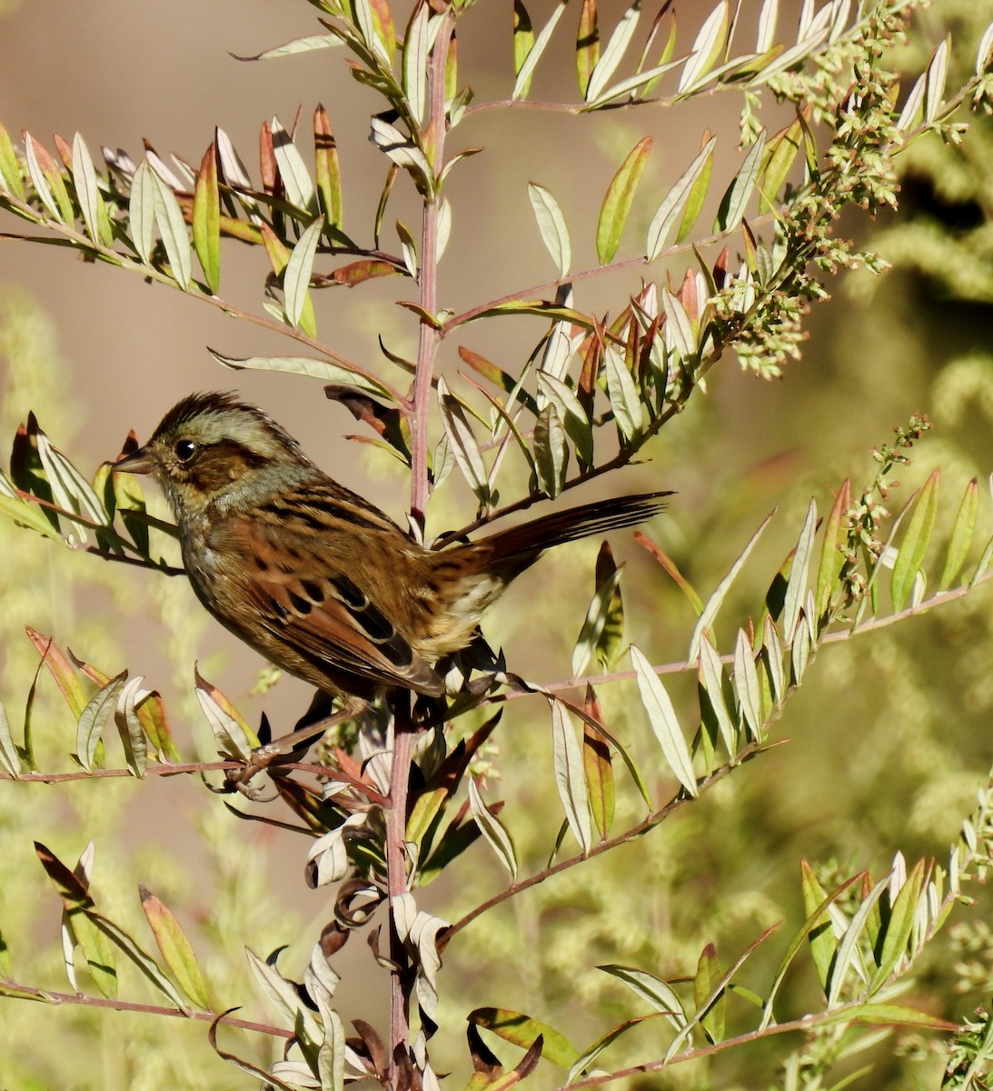 Swamp Sparrow - ML642945456