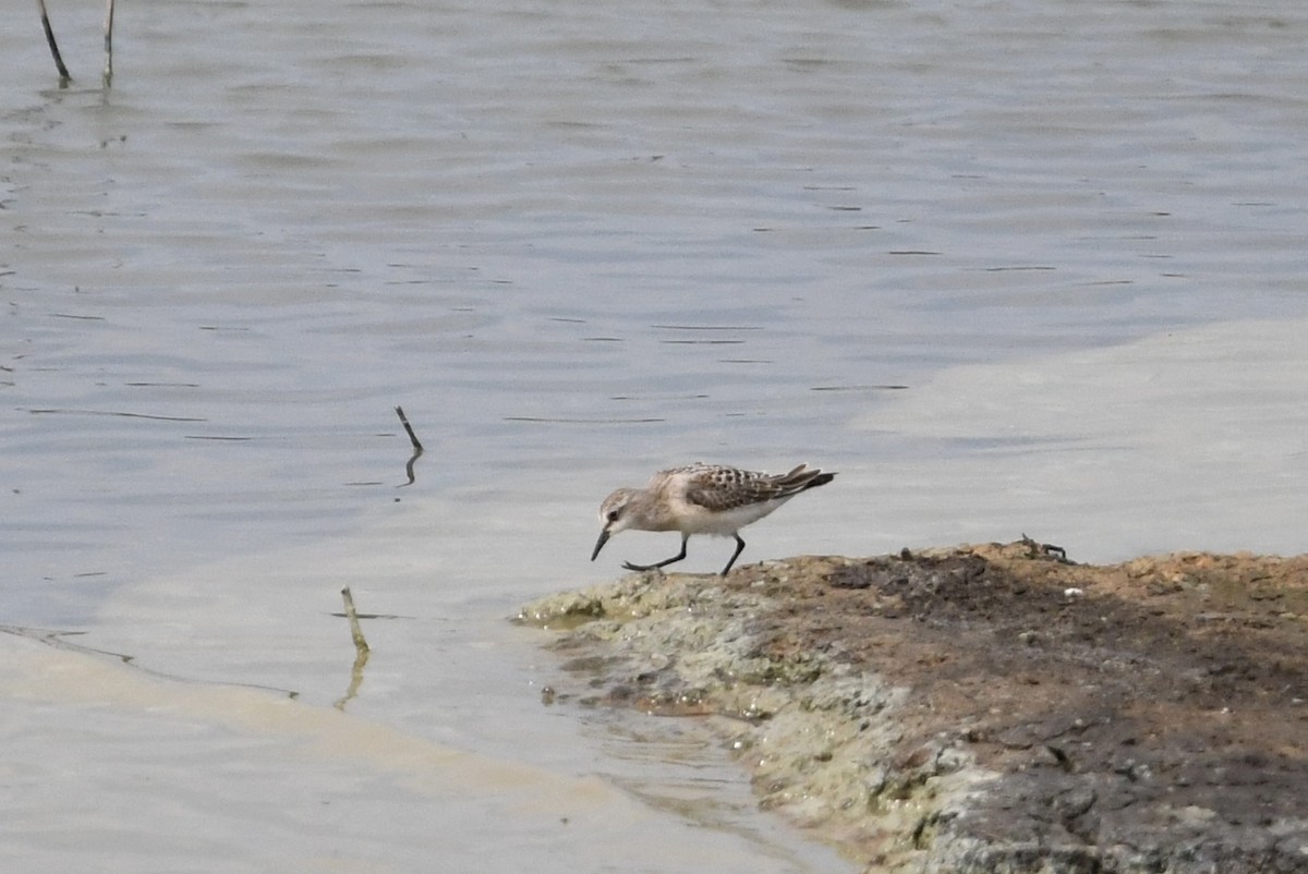 Red-necked Stint - ML642945478