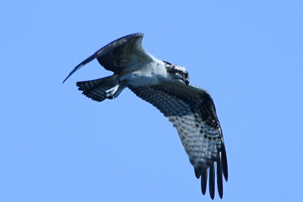 Balbuzard pêcheur - ML642945486