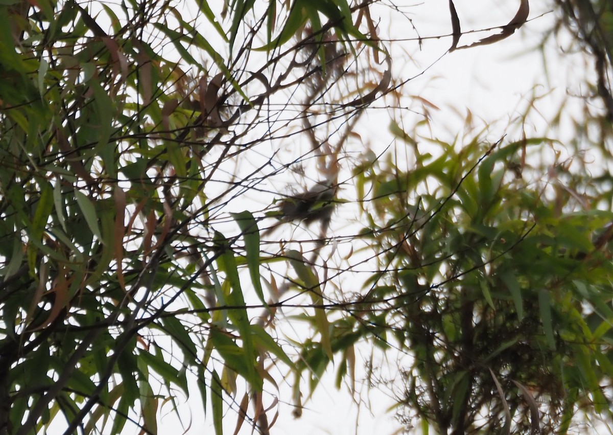 Mountain Chickadee - ML642945489