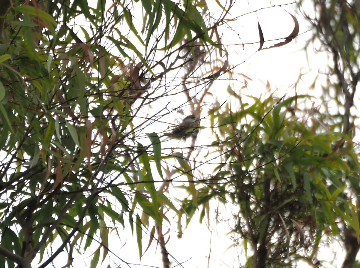 Mountain Chickadee - ML642945490