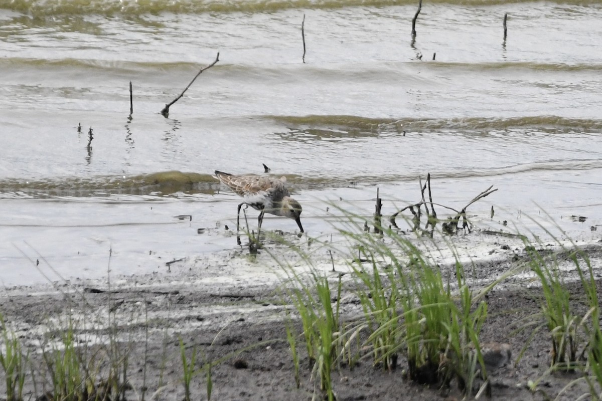 Dunlin - ML642945496