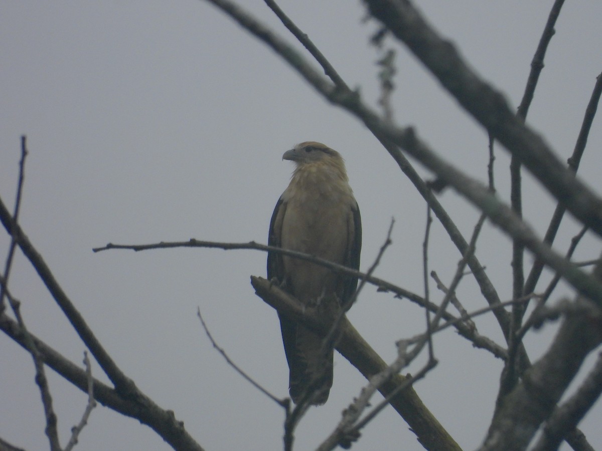 Yellow-headed Caracara - ML642945497