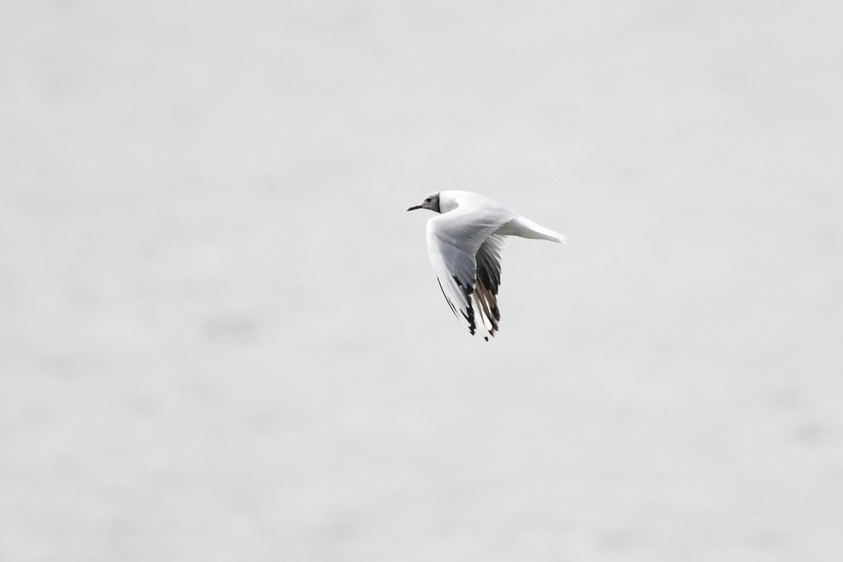 Black-headed Gull - ML642945508