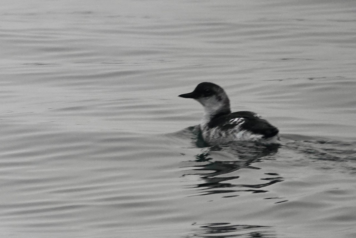Guillemot colombin - ML642945520