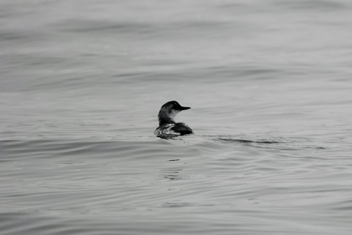 Guillemot colombin - ML642945521