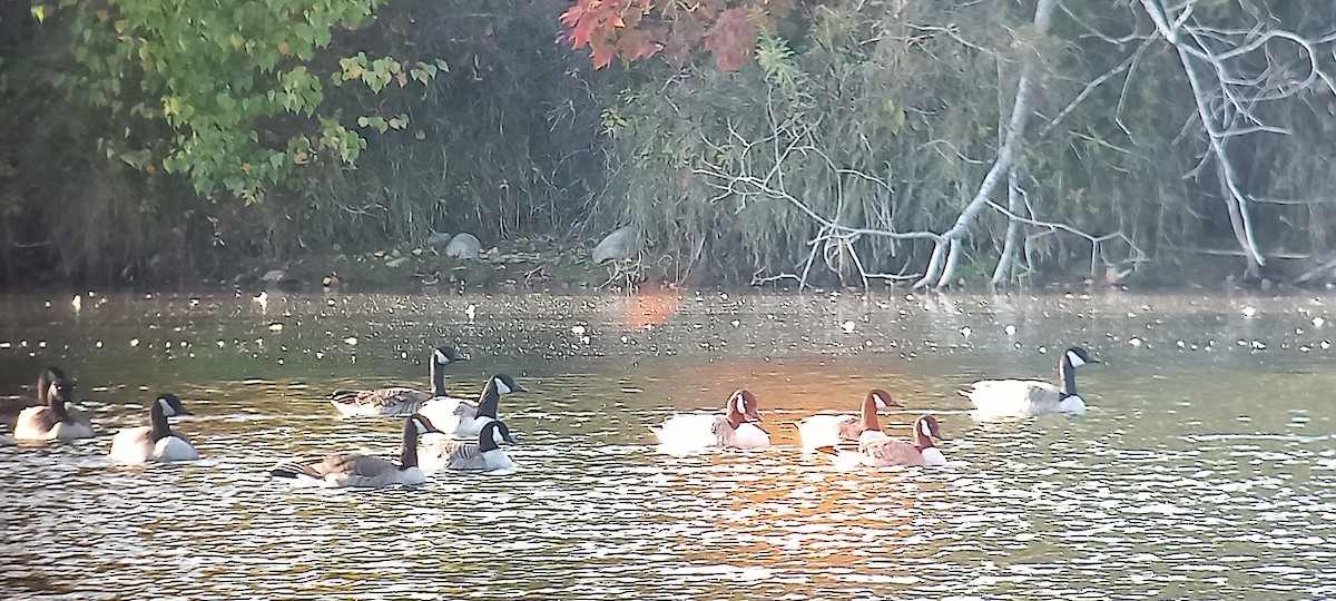 Cackling Goose - ML642945538