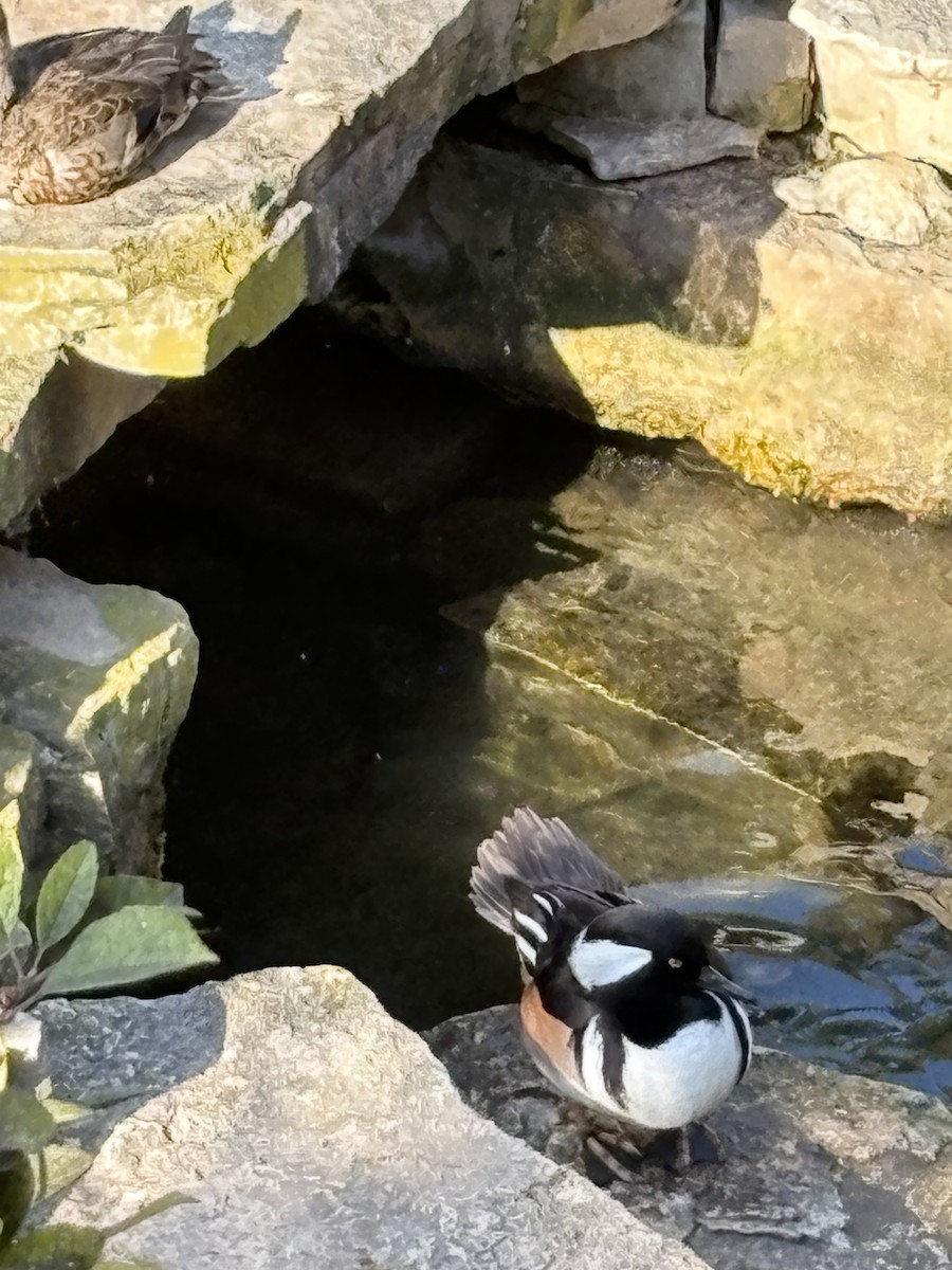 Hooded Merganser - ML642945549