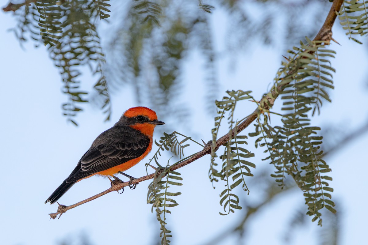 Vermilion Flycatcher - ML642945564