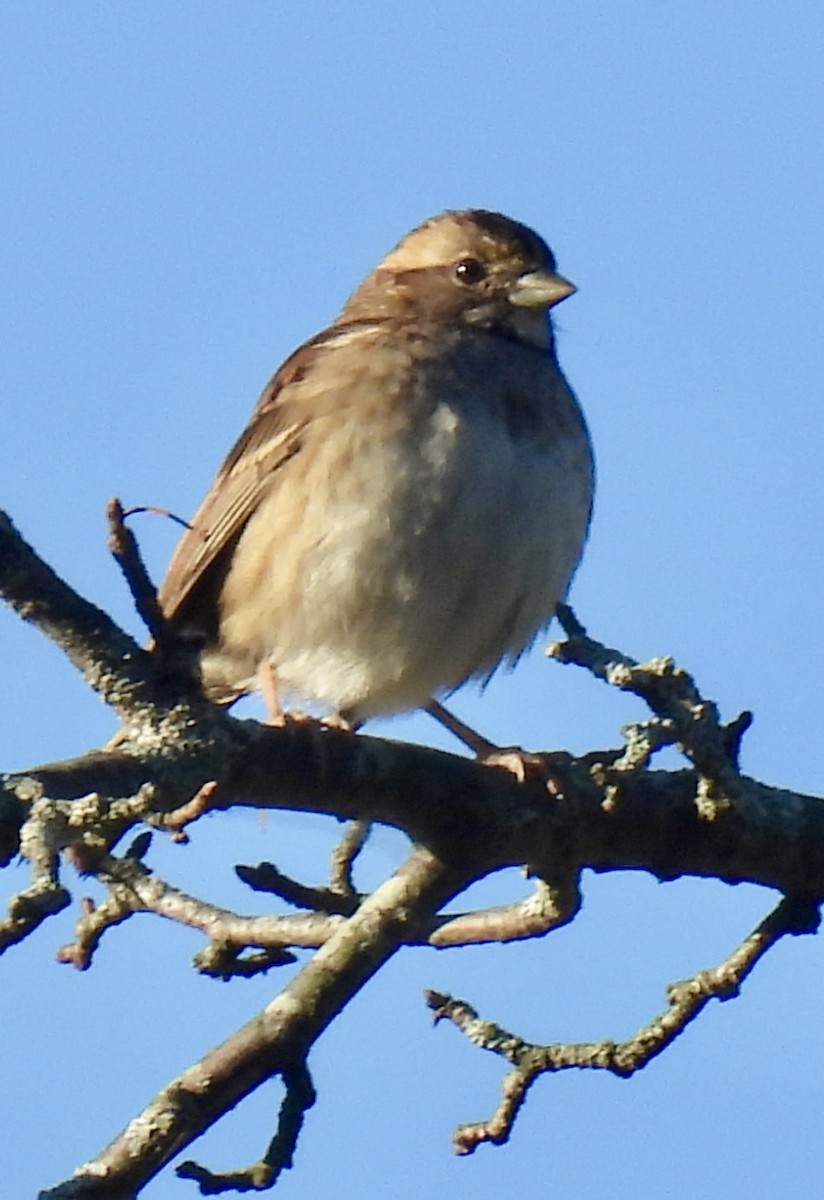 White-throated Sparrow - ML642945567
