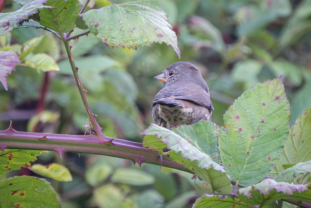 Fox Sparrow (Sooty) - ML642945576