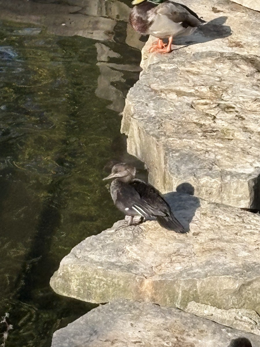 Hooded Merganser - ML642945577