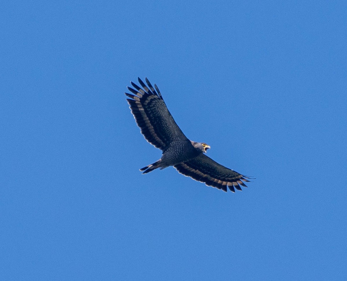 Crested Serpent-Eagle - ML642945578