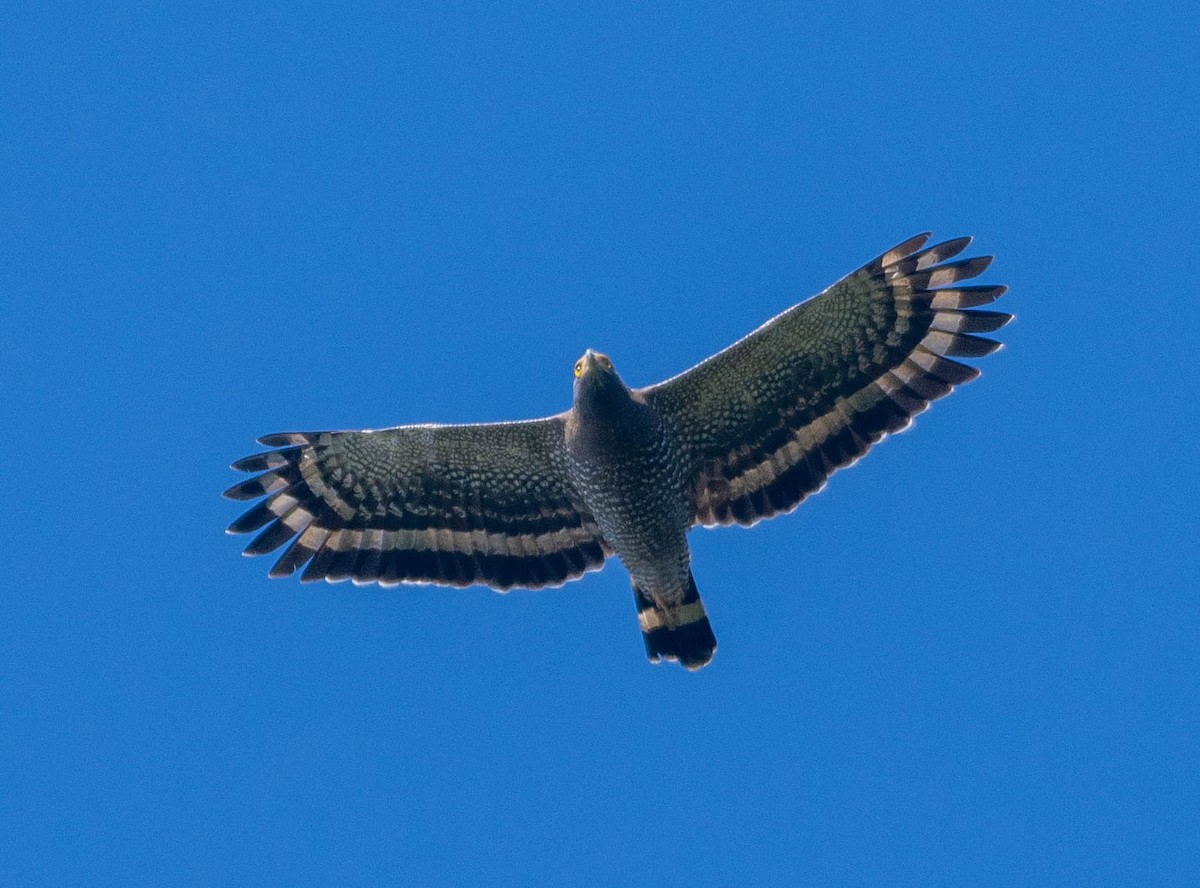 Crested Serpent-Eagle - ML642945579