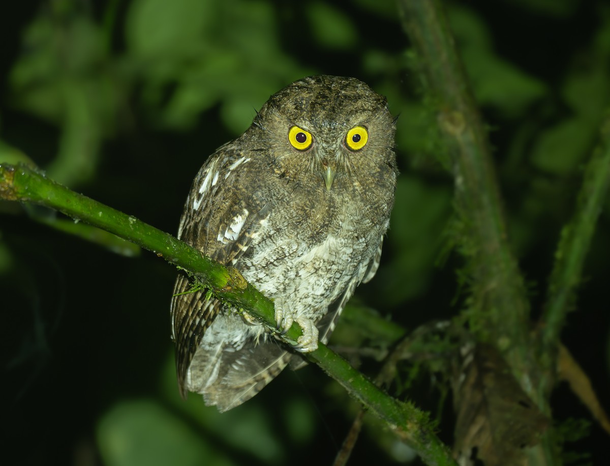 Choco Screech-Owl - ML642945585