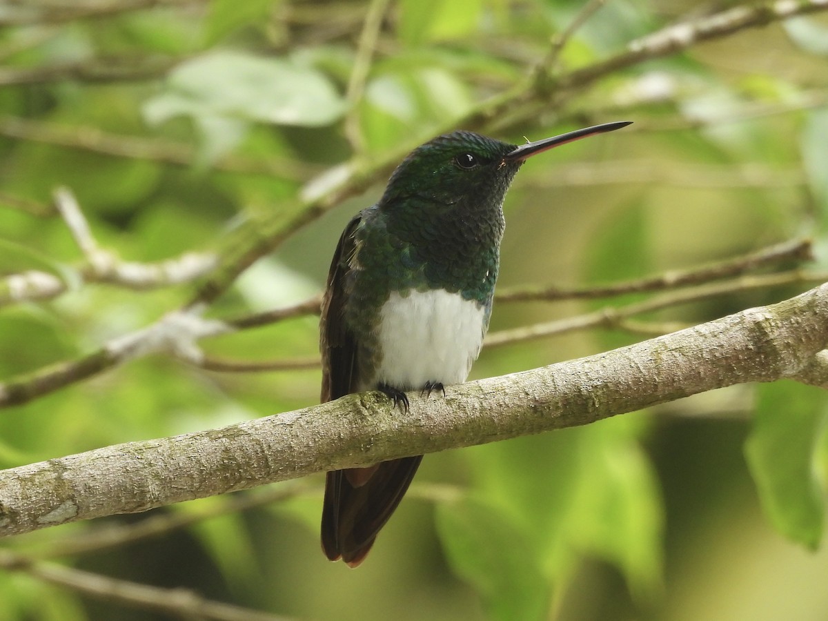 Snowy-bellied Hummingbird - ML642945587