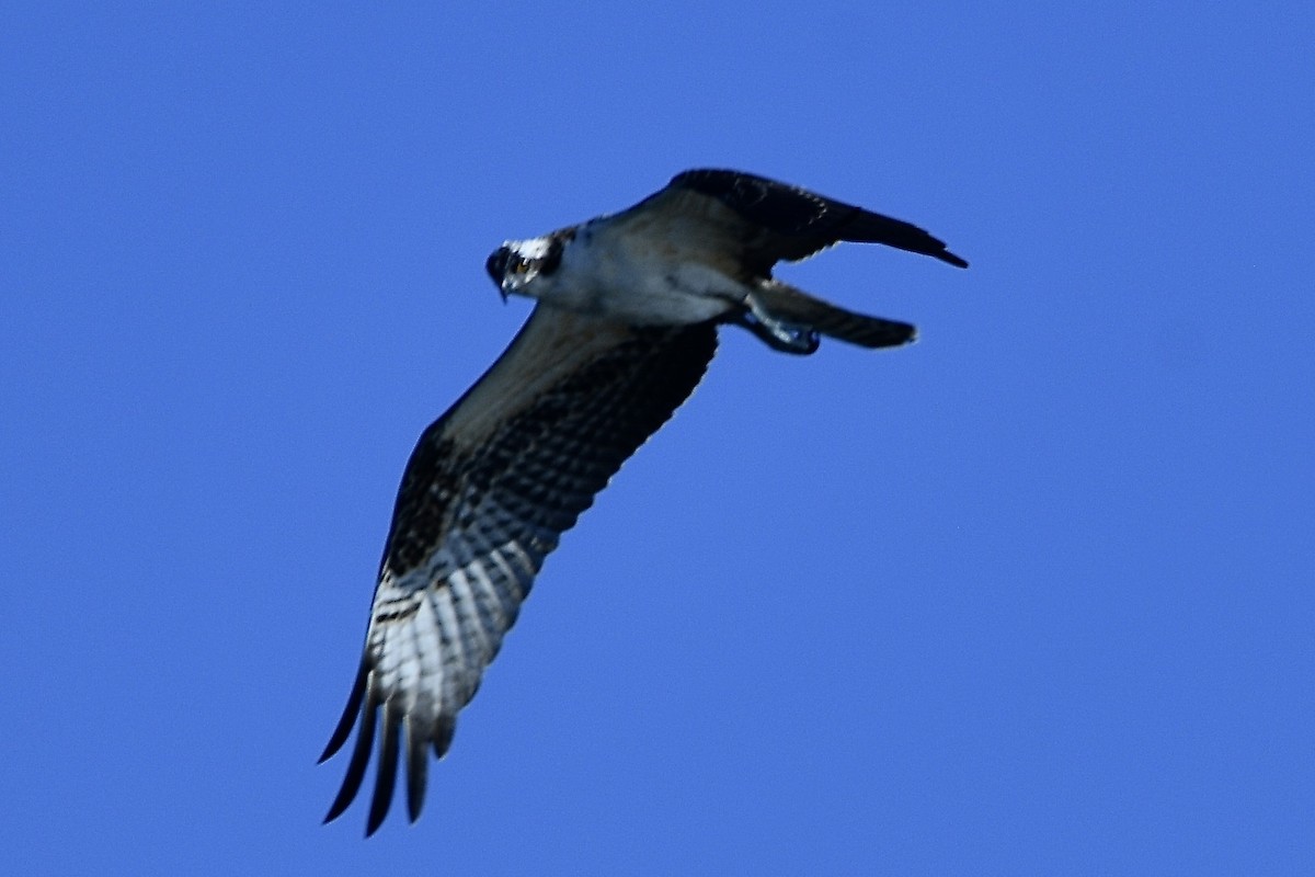 Balbuzard pêcheur - ML642945595
