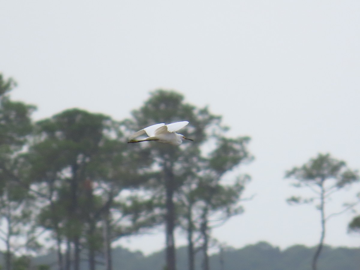 Snowy Egret - ML642945596