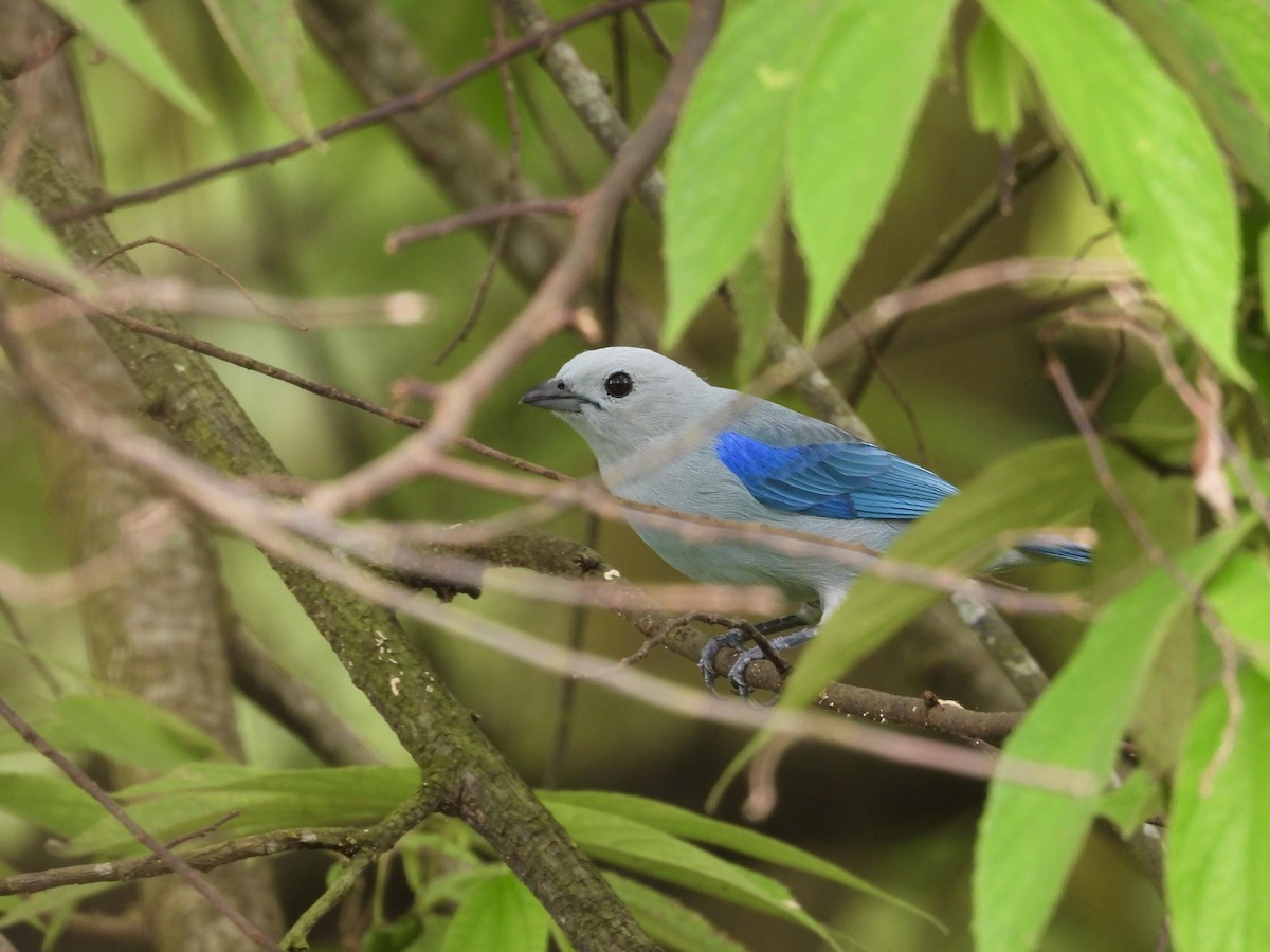 Blue-gray Tanager - ML642945597