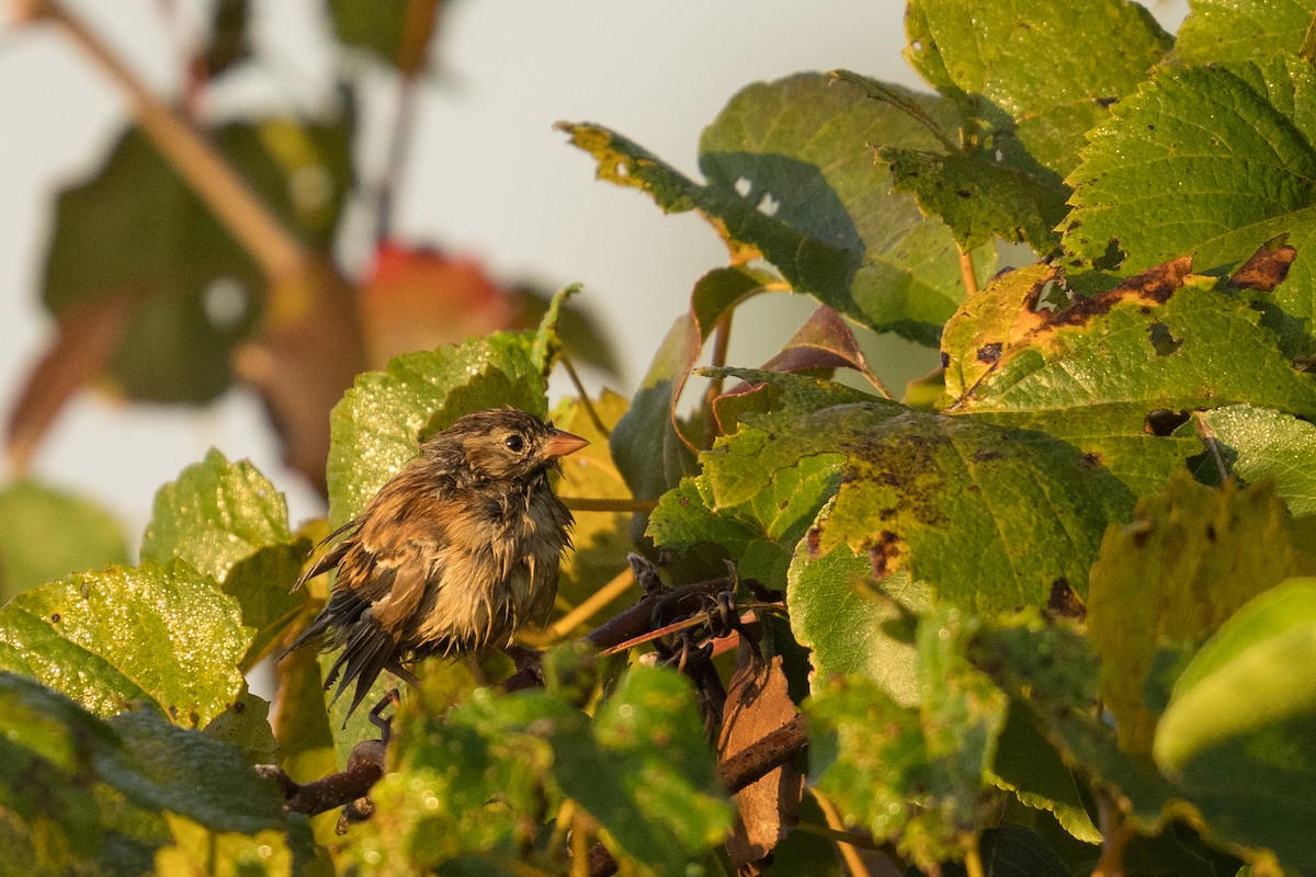 Field Sparrow - ML642945599
