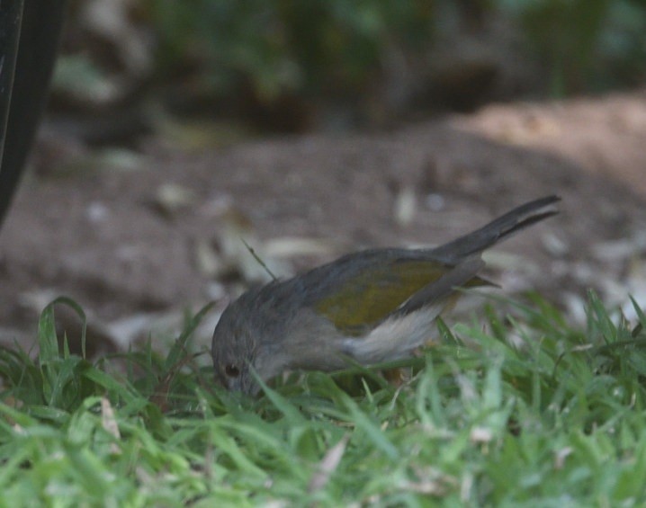 Green-backed Camaroptera - ML642945600