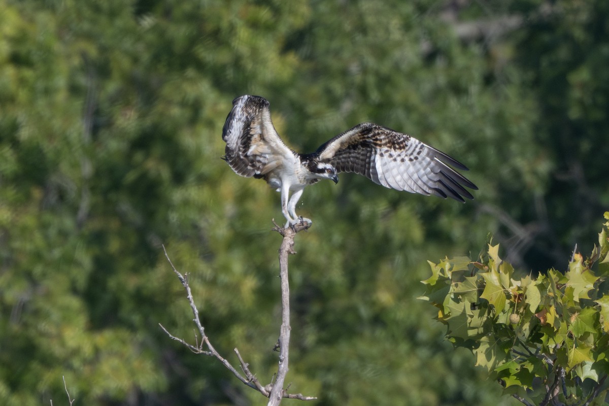 Osprey - ML642945601