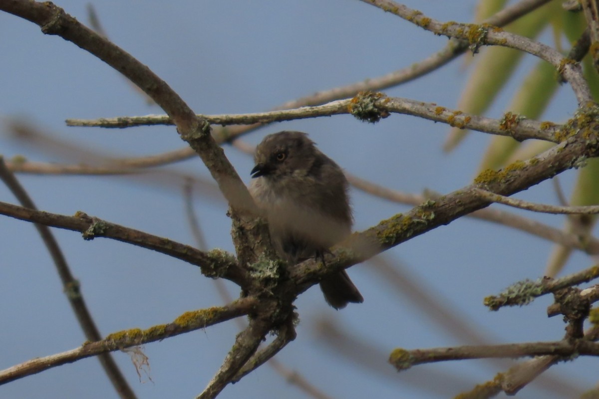 Bushtit - ML642945602