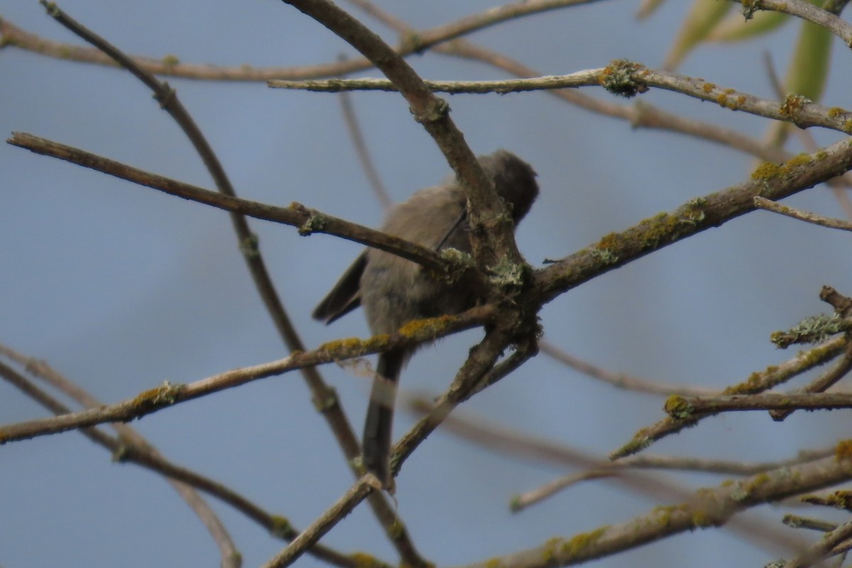 Bushtit - ML642945603