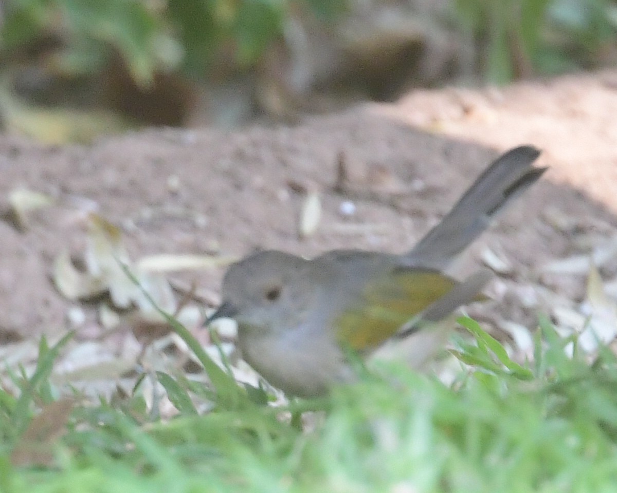 Green-backed Camaroptera - ML642945604