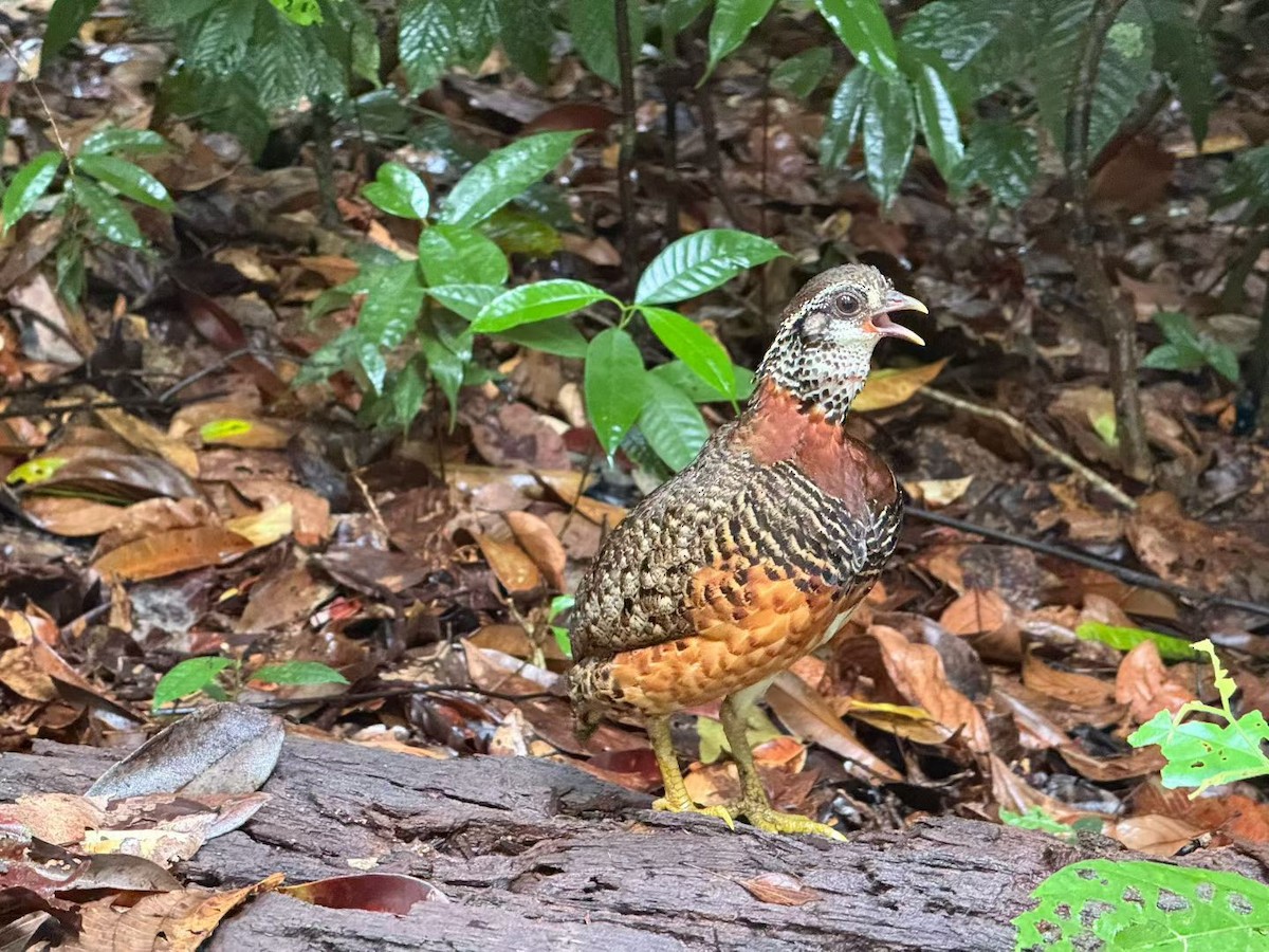 Sabah Partridge - ML642945605